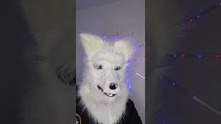 das macht niemand? #lustig #memes #fursuit  #furry #flachwitz #viral #pets #heftig #puppy
