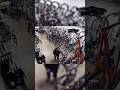 Shop Owner Stops Bike Thief