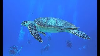 Even More Amazing Diving from Cozumel, Mexico 2.7K  2019