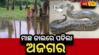 ମାଛ ଜାଲରେ ପଡିଲା ଅଜଗର  || Breaking News || Odia News || Sampurna News Odia