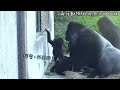 D'jeeco一家來到遊客窗前玩,Jabali很想交新朋友,和遊客互動|金剛猩猩|Gorilla|台北市立動物園