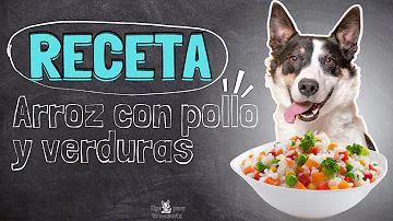 ¿Puedo alimentar a mi perro con arroz y pollo todos los días?