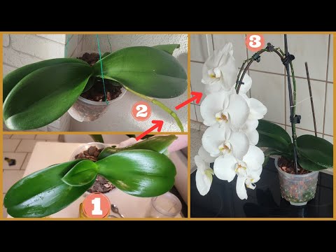Video: Səhləb gülləri niyə solur? Evdə bir orkide nə qədər sulamaq lazımdır? Çiçəkləndikdən sonra orkide qulluq