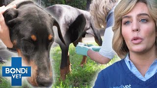 Did Lethargic Doberman Swallow Narcotics?  | Bondi Vet Clips | Bondi Vet