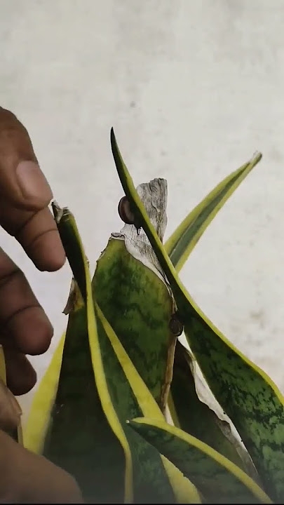 Kehidupan Dunia Lain  #art #closeup#macro#shorts#snail#shortvideo#education#nature#aquascape#moss