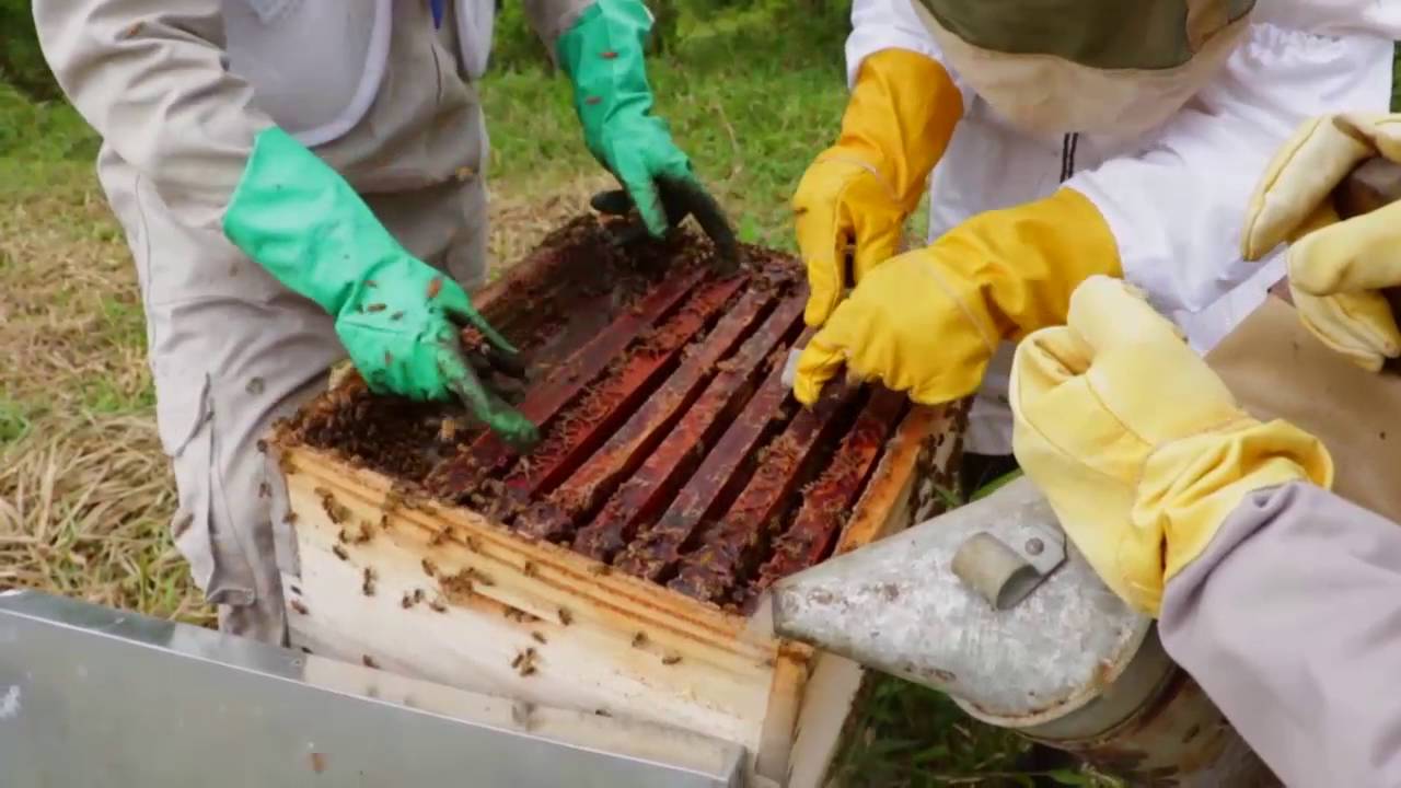 Los Pedazos De Cera De Abejas Natural Y Un Pedazo De Célula De