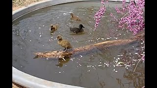 Ducklings Swimming and Diving