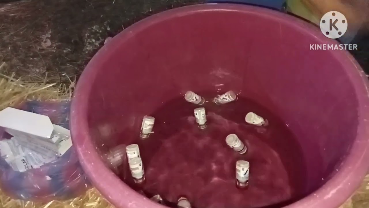 #تلقيح الدجاج ضد الأمراض الفيروسية: البرونشيت والنيوكاستل 🐣🐤🐥🐔🧪💦🧫