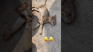 Tadap Ke Cat Act Shorts Shorts