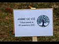 Novembre 2021 larbre de vie plant  sarry