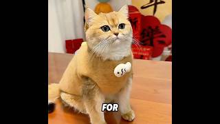 Do you know how cats “change their clothes”?#cat #funny #cute #shorts