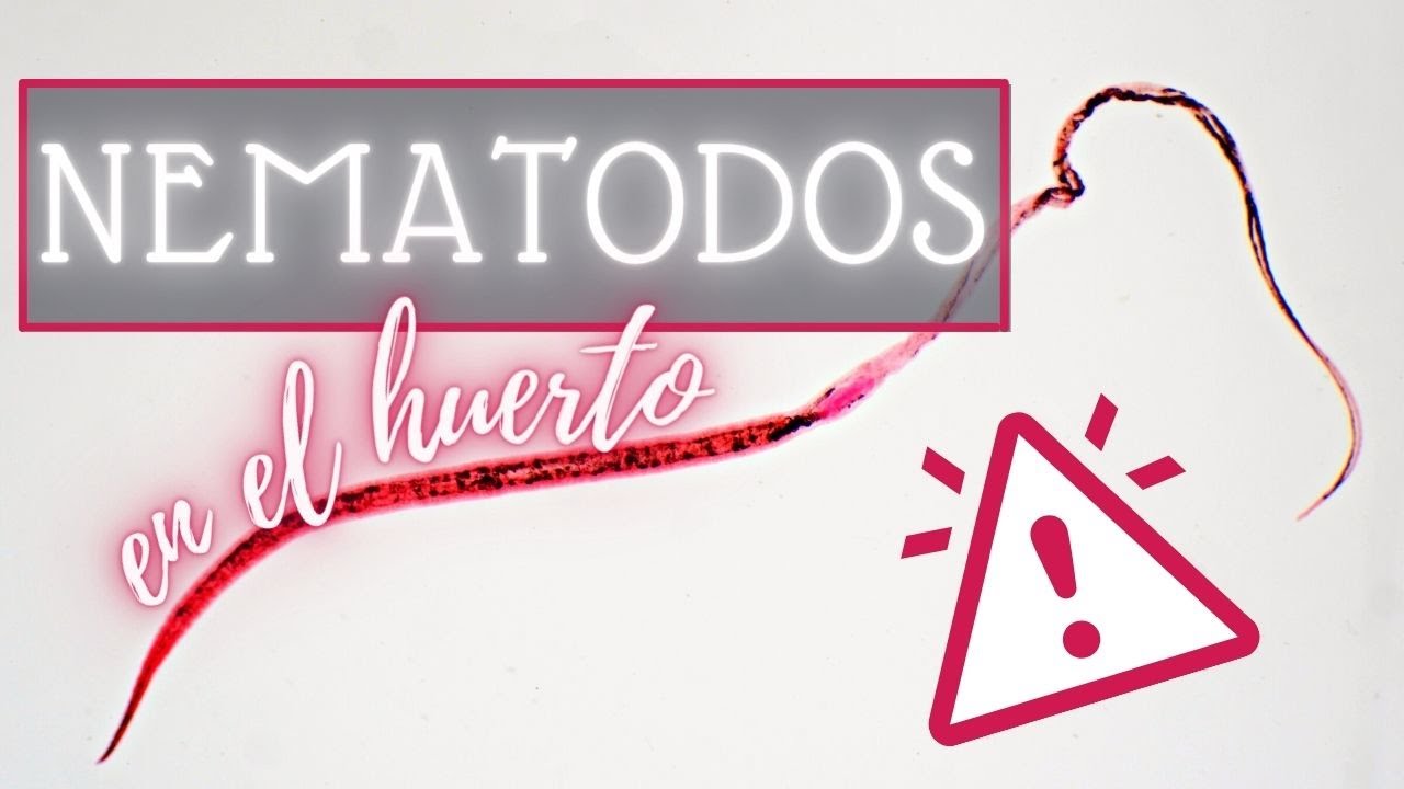 Cultivar con los NEMATODOS