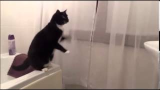 Интеллект кота поражает - думает на английском! Интеллект кота поражает - думает на английском!
