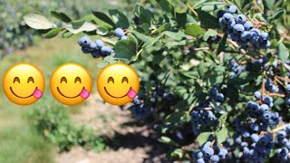 Top 10 fruit for 2020 - Blueberries