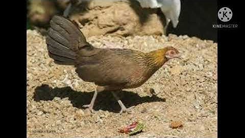 suab poj qaib seev zoo heev nawb