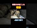 心を完全に閉ざした保護子犬たち😢そこに現れたのは、、、💖 #子犬 #野良犬 #保護犬