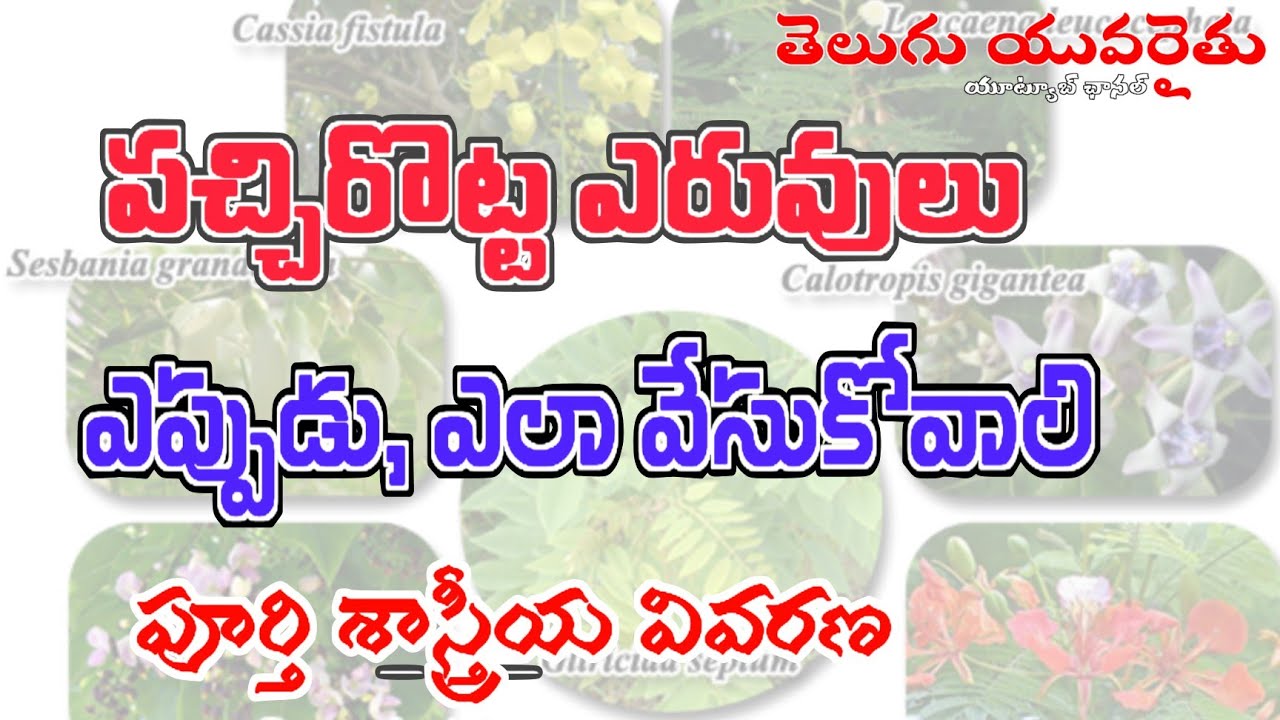 పచ్చి రొట్ట ఎరువులు ఎలాంటివి వేసుకోవాలి. పచ్చి రొట్ట ఎరువులు భూమిని ఏవిధంగా సారవంతం చేస్తాయి