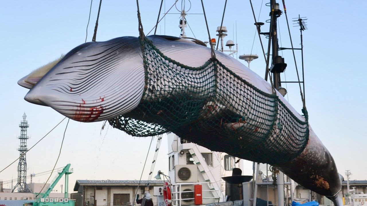 Iceland to end whaling by 2024 amid controversy and falling demand