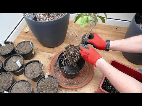 Transplanting My Madagascar Jasmine And Pruning My Frangipani