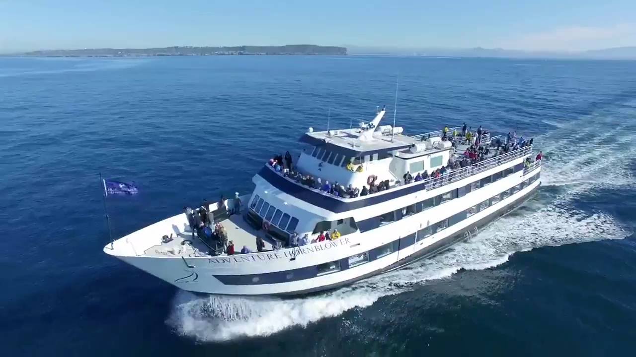 hornblower cruises whale watching