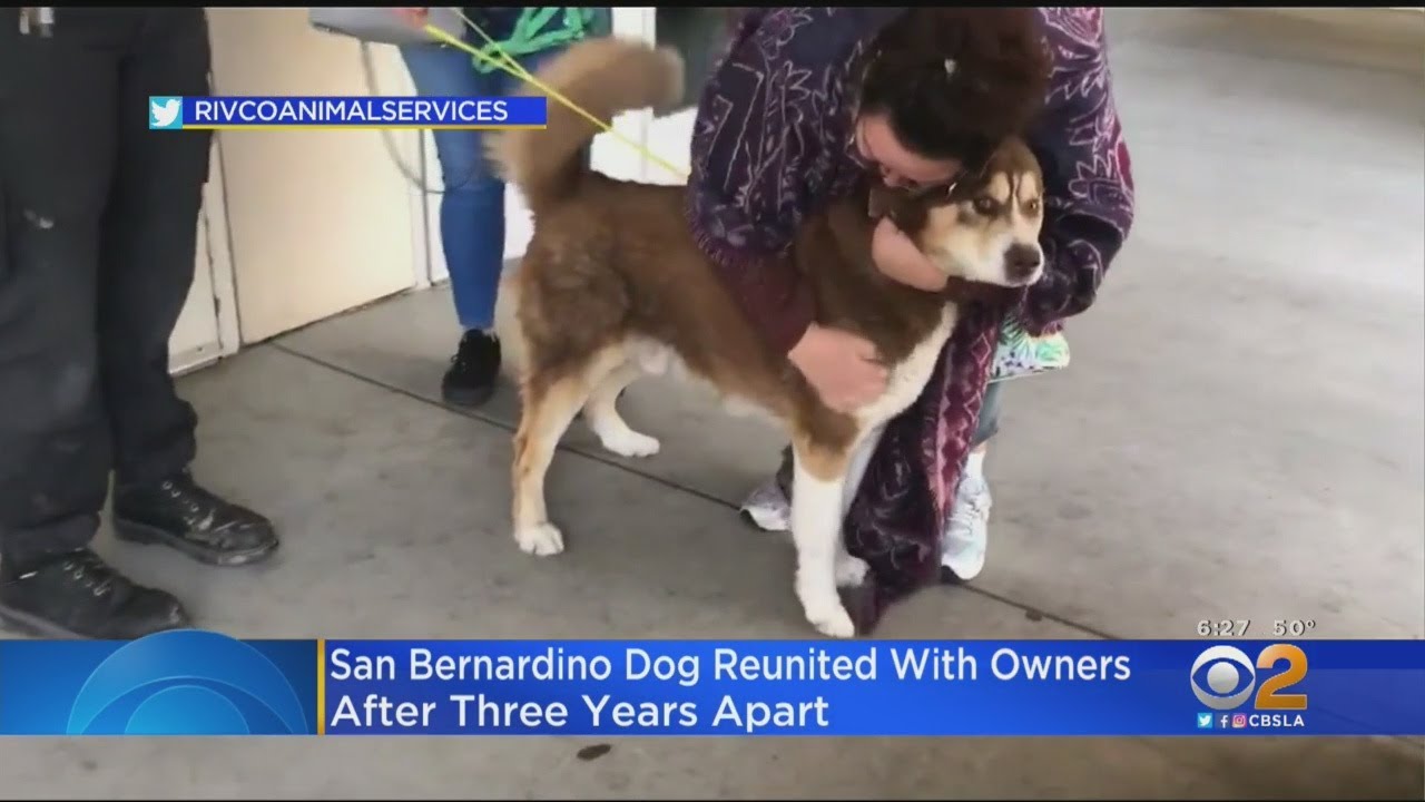 Dog Reunited With SoCal Family After Missing For 3 Years - YouTube