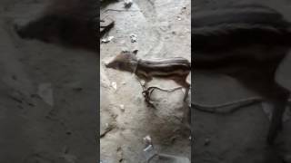 Babi Ngepet Kesiangan