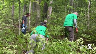 The war on honeysuckle: How Great Parks is tackling this invasive plant (and how you can, too)