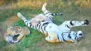 Фрося и ее игривые тигрята. Тайган Tigress Frosya and her playful cubs. Taigan