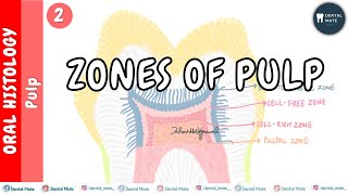 Zones of pulp | Odontoblastic zone | Zone of Weil | Zone of Rinnagio | Pulp core | Dr Paridhi