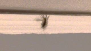 centipede eats fly