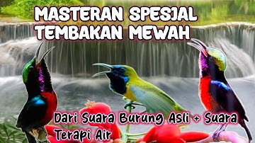 Masteran Burung Spesialis Tembakan Mewah Cocok Untuk Burung Konin, Sogon
