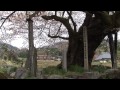 村を見守り続けて５６０年