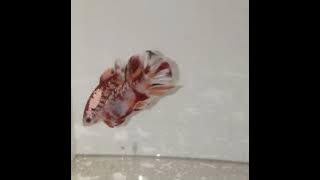 nemo copper gold betta fish kapan' kita bongkar rahasianya #shorts