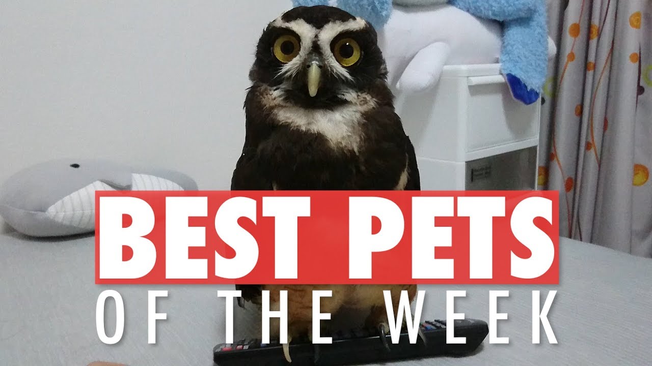 Best Pets of the Week | August 2018 Week 4