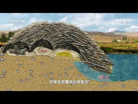 《地理·中国》 20200927 秘境栖息地·水中觅影| CCTV科教