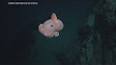 The Fascinating World of Deep-Sea Exploration ile ilgili video