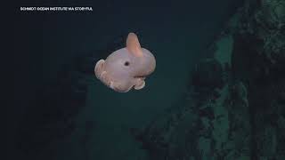 More Than 100 New Species Found on Underwater Mountains in South Pacific, Researchers Say