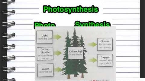 B4 Lesson 3 Photosynthesis OCR Gateway