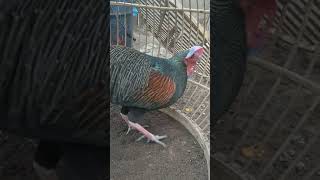 Download Lagu Unik Dan Langka || Gallus Varius MP3