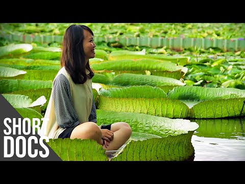 Giants of Nature: The Biggest Plants in the World | Free Documentary Shorts