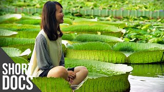 Giants Of Nature The Biggest Plants In The World Free Documentary Shorts