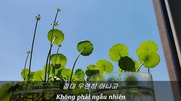 Luyện nghe tiếng Hàn: Định mệnh| Tiếng Hàn 5S Short #Shorts