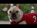 10 Funny Dog Commercials