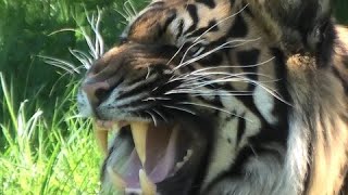 Tiger dad adorably plays with his cubs