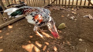 Bangkok chickens have 3 colored blorok feathers, honey blorok, my favorite, Purworejo Central Java