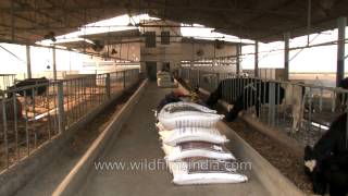 Organic cows at a dairy farm in Punjab