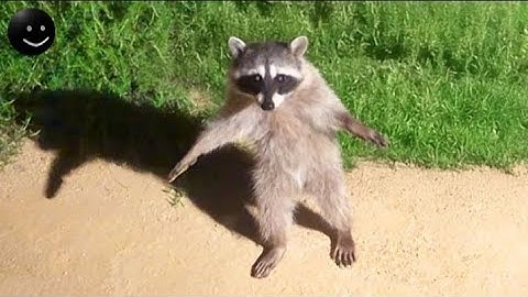 Khoảnh Khắc Hài Hước Và Đáng Sợ Của Thế Giới Động Vật Hoang Dã Vô Tình Được Camera Quay Lại! #14