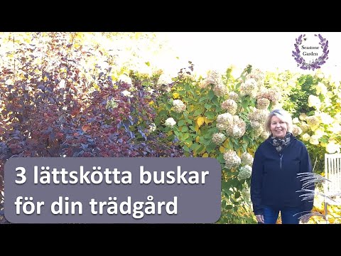 Video: Bukkar som blommar i zon 3: Välja blommande buskar för trädgårdar i zon 3