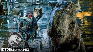 Download Lagu Jurassic World | Blue y los Velociraptores luchan contra el T. Rex MP3