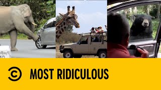 Animal Antics | Most Ridiculous